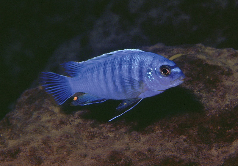 Labidochromis gigas 'Ndumbi Rocks'